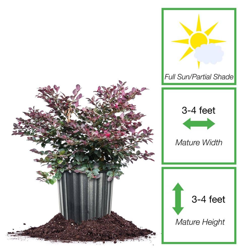 Cerise Charm Loropetalum 3 gal. Growers Pot, Pink Fringed Flowering Plant - Hercitys