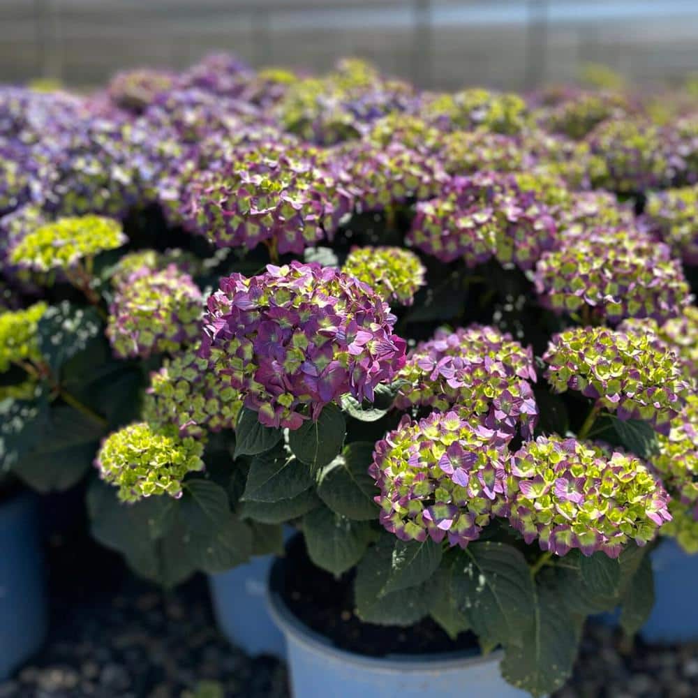 8 in. Container Bloom Struck Violet Hydrangea Plants (3-Pack) - Hercitys