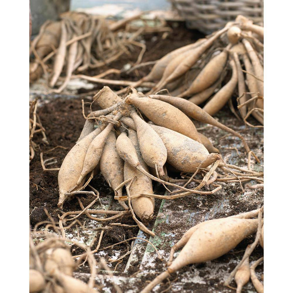 Dahlias Giant Blooming Dinnerplate Mixed Bulbs (Set of 7) - Hercitys