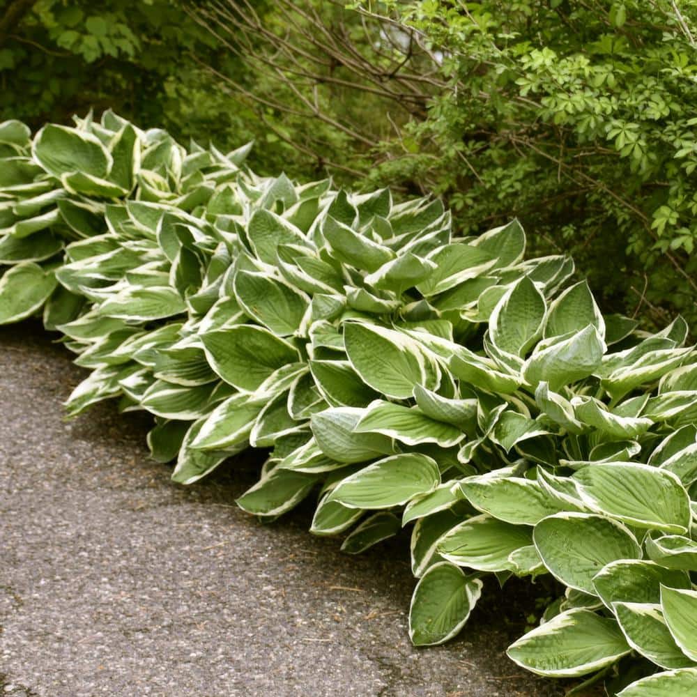 Bare Root Francee Hosta Perennial Plant with Green Foliage ( 3-piece ) - Hercitys