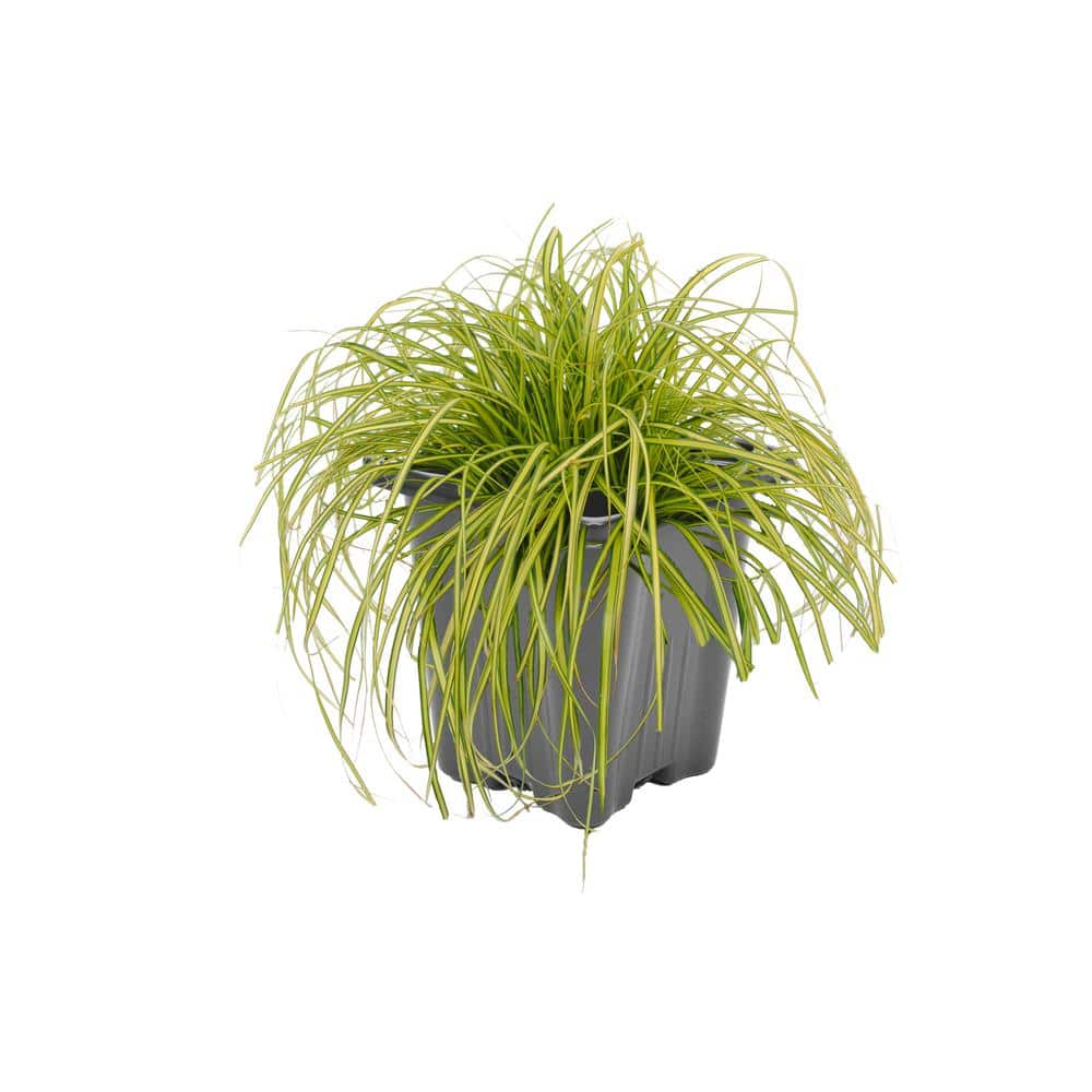 Perennial Grass Carex oshimensis Eversheen 1.0 qt. (2-Pack) - Hercitys