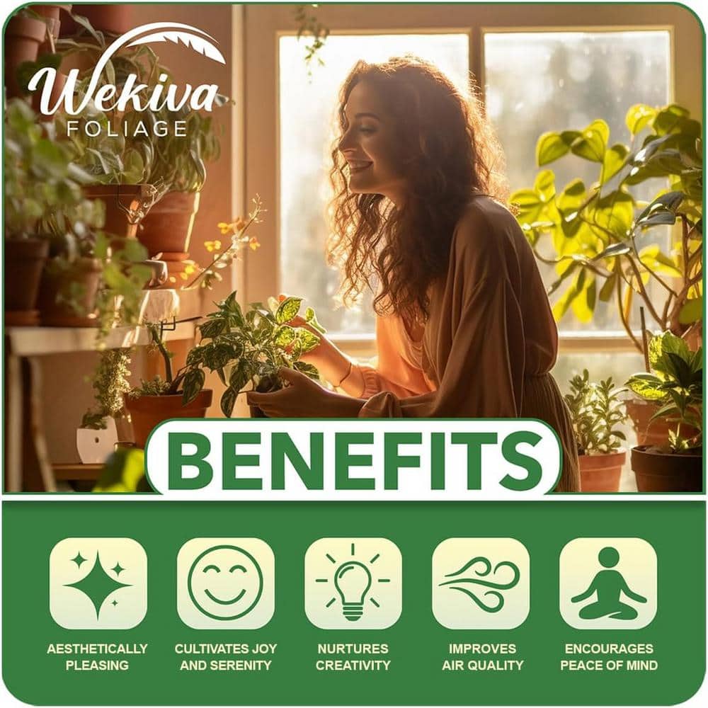 Clematis Niobe-Live Starter Plant in a 2 Inch Growers Pot-Starter Plants Ready for The Garden - Hercitys