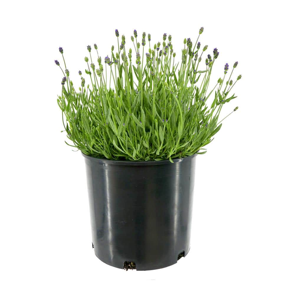 Perennial Lavender a. Blue 1.5 Gal. – (1-Pack) - Hercitys