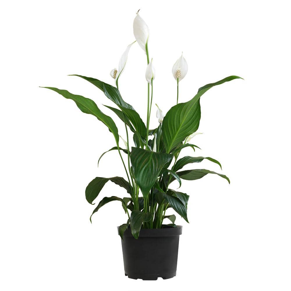 6 In. Peace Lily (SPATHIPHYLLUM) Live House Plant in Black Nursery Pot - Hercitys