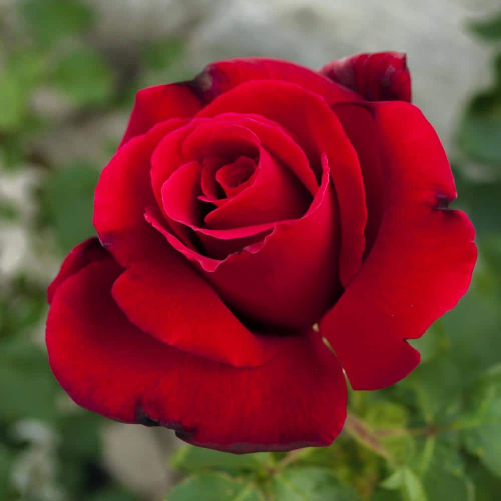 Bare Root Red Rose Plant with Blooms - Hercitys