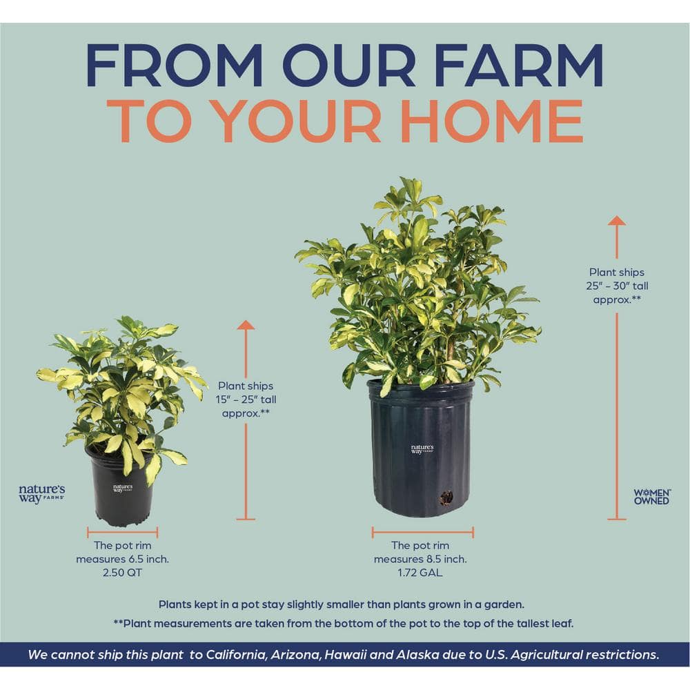 Arboricola Trinette Live Outdoor Plant in Growers Pot Average Shipping Height 2-3 Ft. Tall - Hercitys