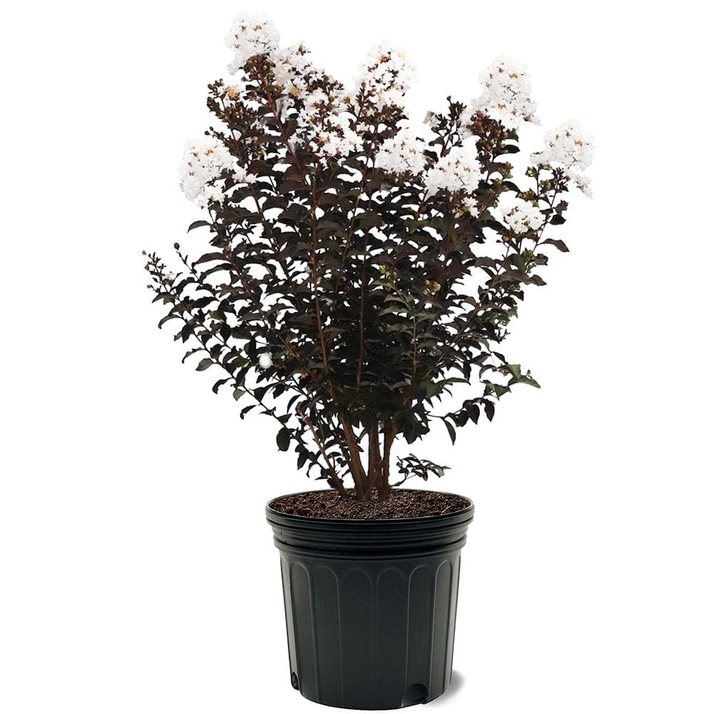 7 Gal. Crystalline White Flowering Deciduous Crape Myrtle Tree - Hercitys