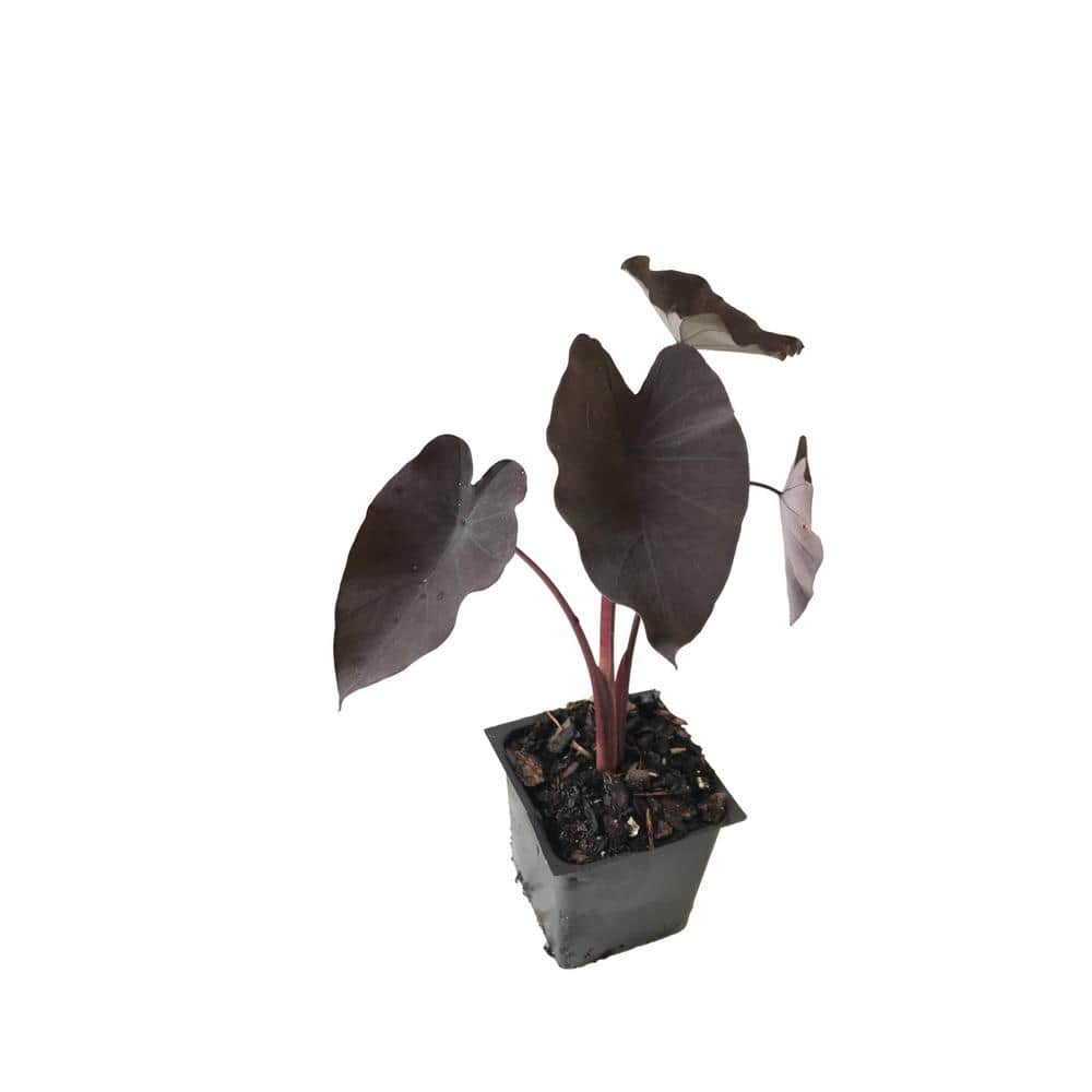 Dark Elephant Ear 3 Total Plants in 3 Separate 4 in. Pot - Hercitys