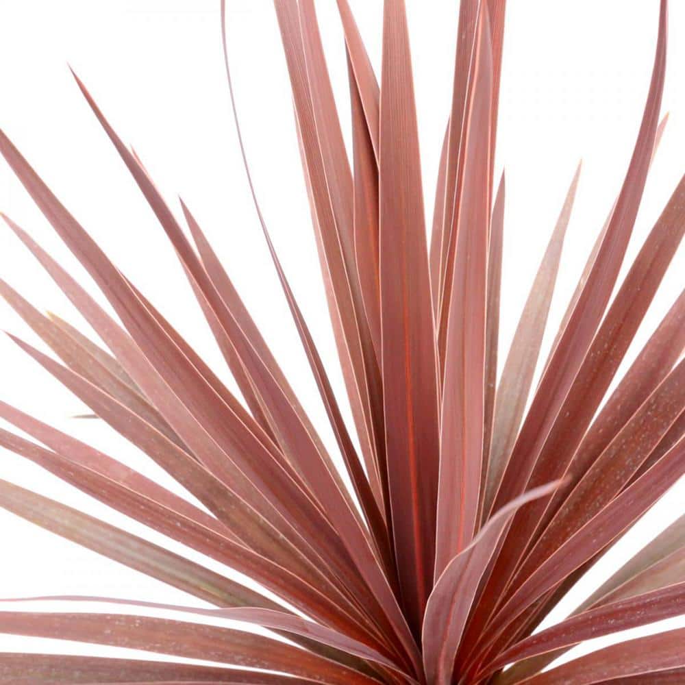 Australis Red Star 1.0 qt. Annual Grass Cordyline - Hercitys