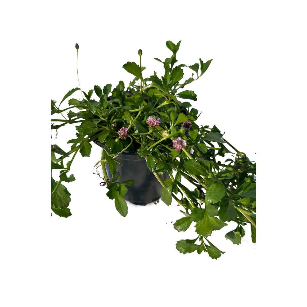 Turkey Tangle Frogfruit Spreading Plant (3-Pack) - Hercitys