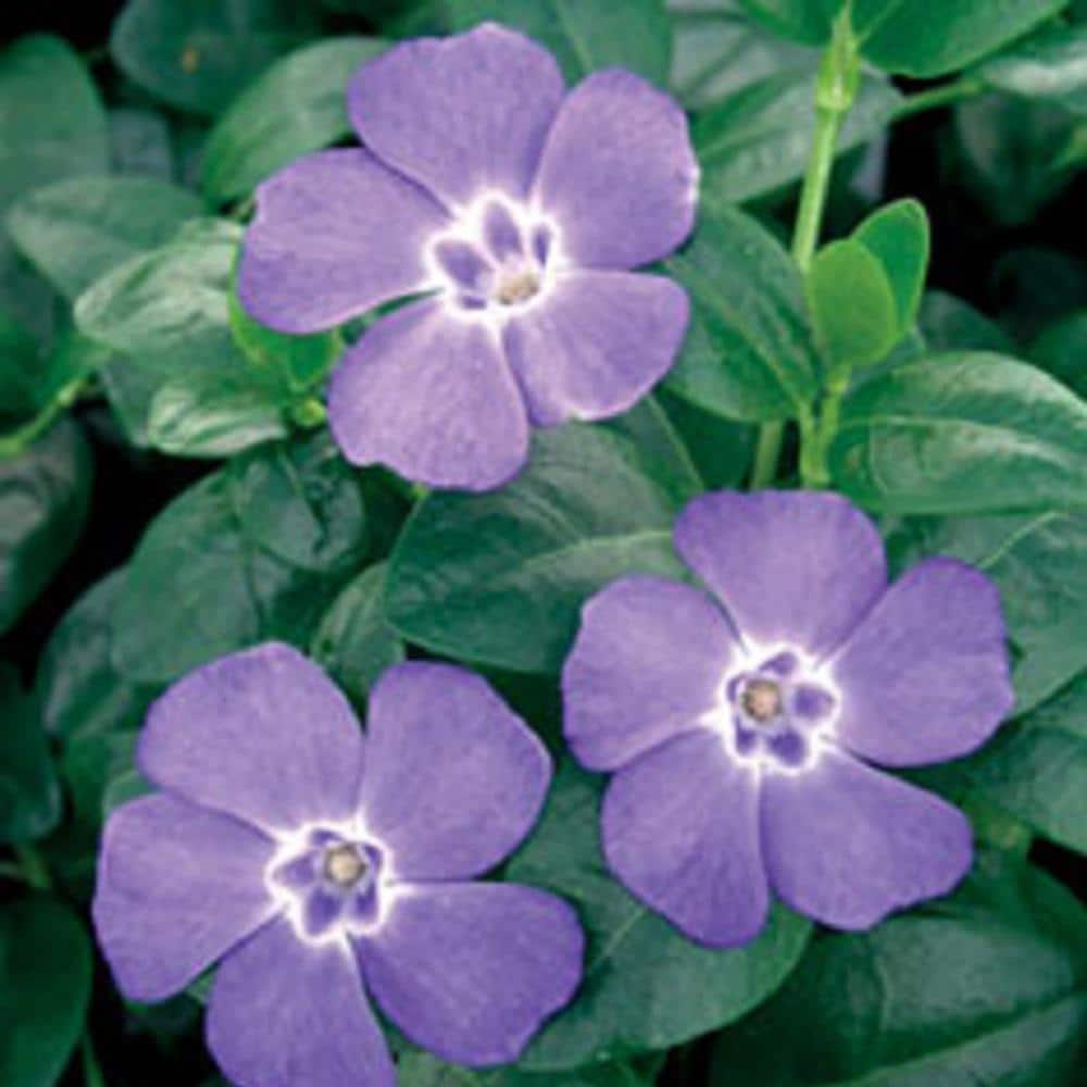 Vinca Minor 3-1/4 in. Pots (18-Pack) – Blooming Groundcover Plant - Hercitys