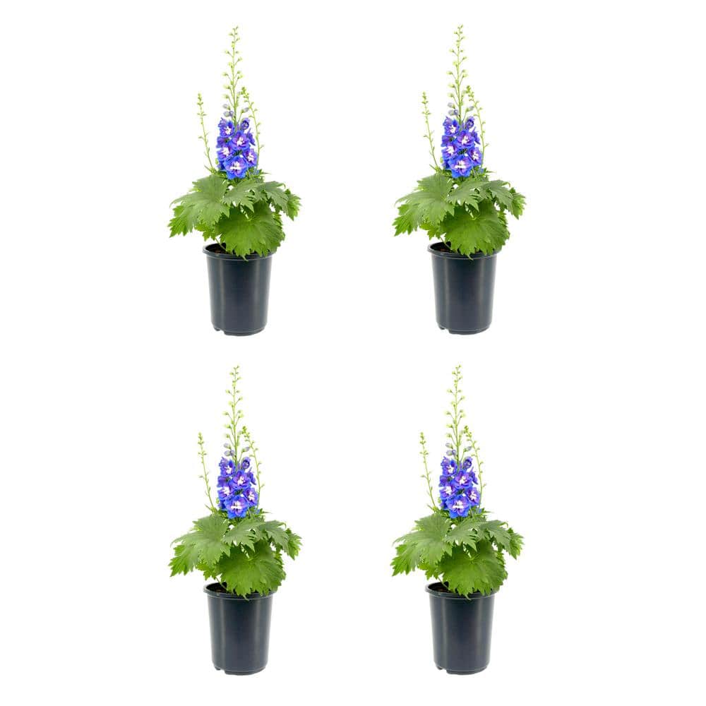 Perennial Delphinium Blue 2.5 qt. (4-Pack) - Hercitys