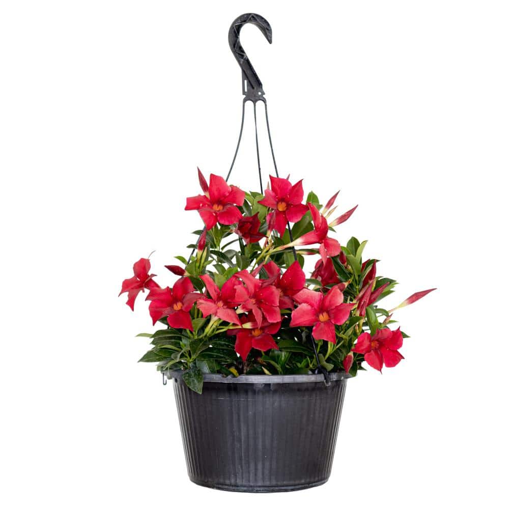 Premium 10 in. Hanging Basket 20 in. to 22 in. Tall Mandevilla Red Blooming Flower Live Outdoor Plant - Hercitys