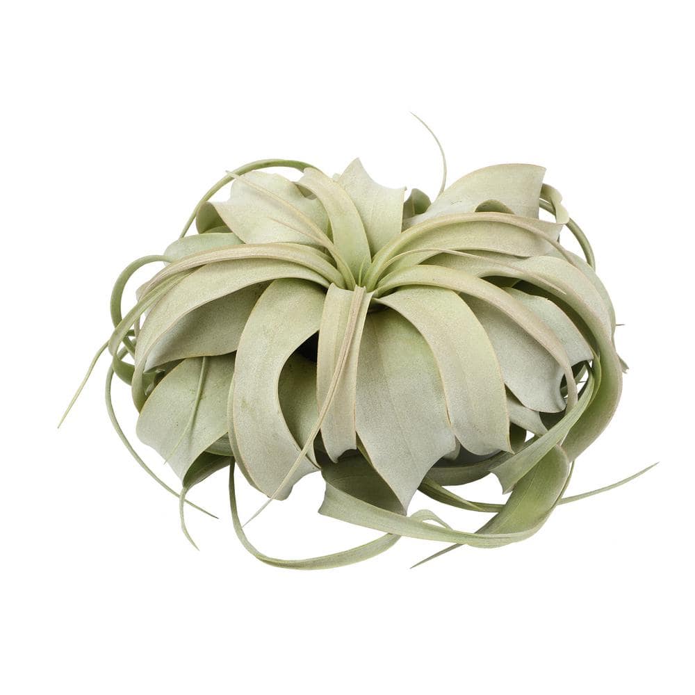 Tillandsia Xerographica – Single Pack - Hercitys