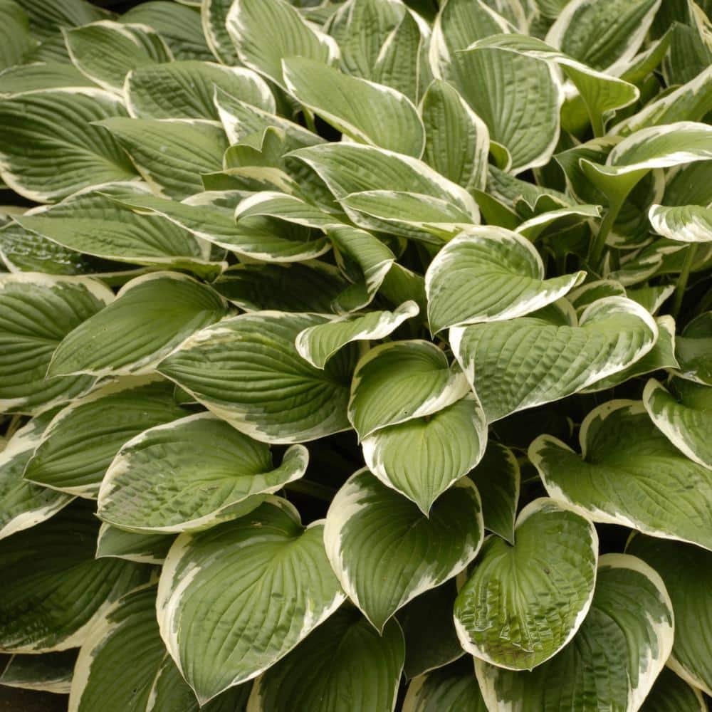 Bare Root Francee Hosta Perennial Plant with Green Foliage ( 3-piece ) - Hercitys
