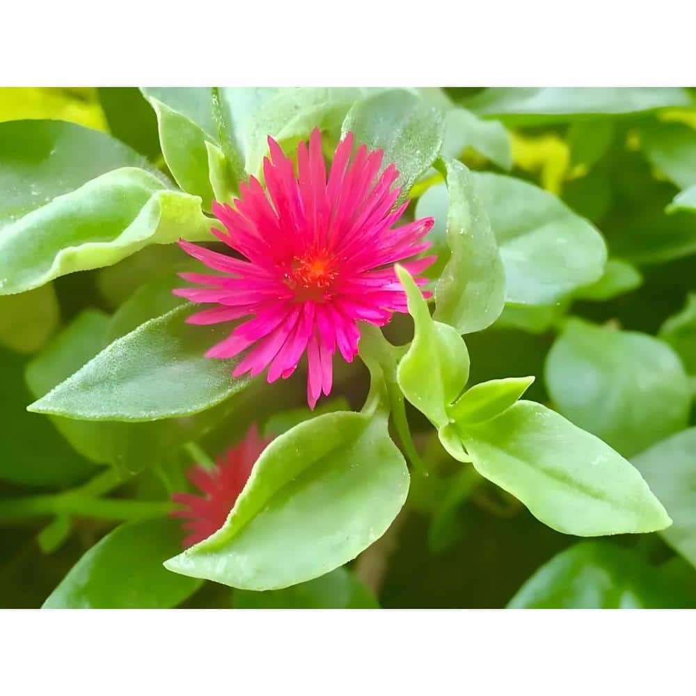 Red Aptenia Cordifolia Herb Plant (1-Pack) - Hercitys