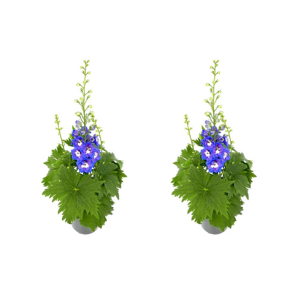 Perennial Delphinium Blue 2.5 qt. (2-Pack) - Hercitys