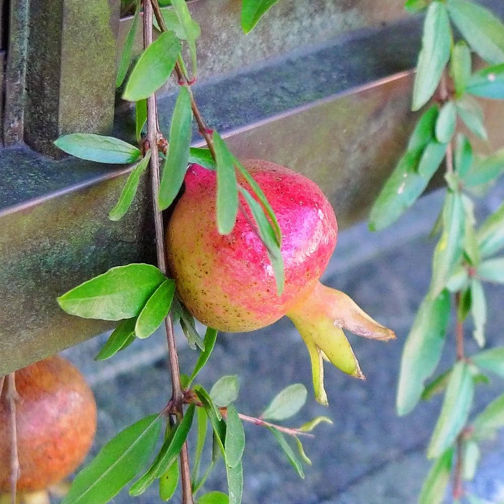 7 gal. Wonderful Pomegranate Deciduous Fruiting Tree - Hercitys