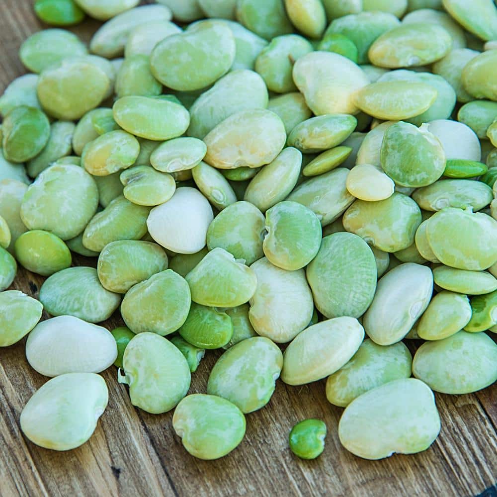 Lima Bean Fordhook 242 (2 lb. Seed Packet) - Hercitys