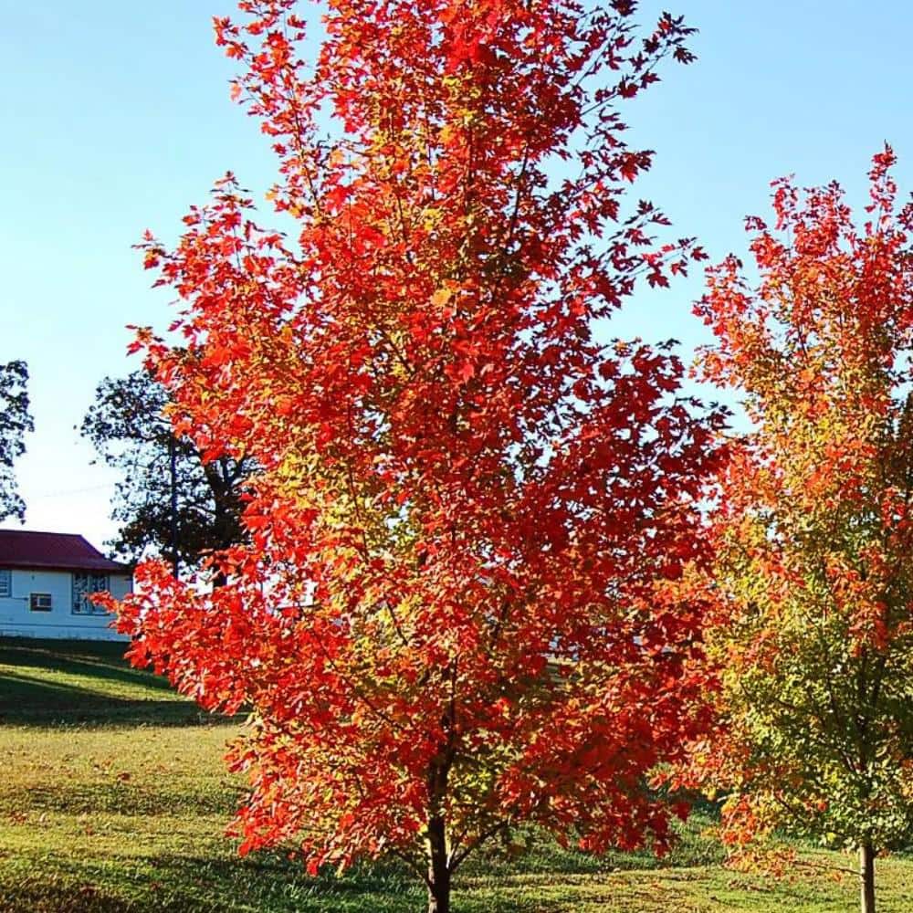 7 Gal. Autumn Blaze Maple Shade Tree - Hercitys