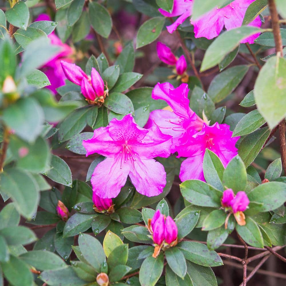 Formosa Azalea Shrub in 1 Gal. Grower’s Pot, Beautiful Lavender Blooms - Hercitys
