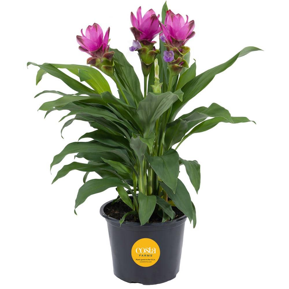 Grower’s Choice Curcuma Outdoor Plant in 3 Qt. Grower Pot, Avg. Shipping Height 1-2 ft. Tall - Hercitys