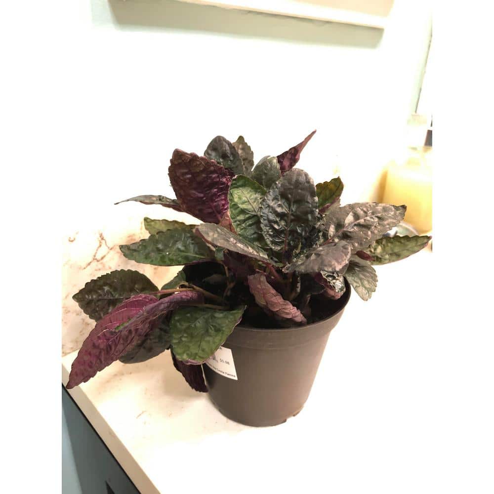 Purple Waffle Plant – Live Plant in a 4 in. Pot – Hemigraphis Alternata – Rare and Elegant Indoor Houseplant - Hercitys