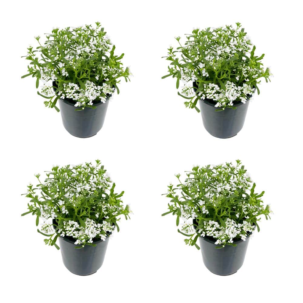 Perennial Iberis White 2.5 Qt. – 4-Pack - Hercitys