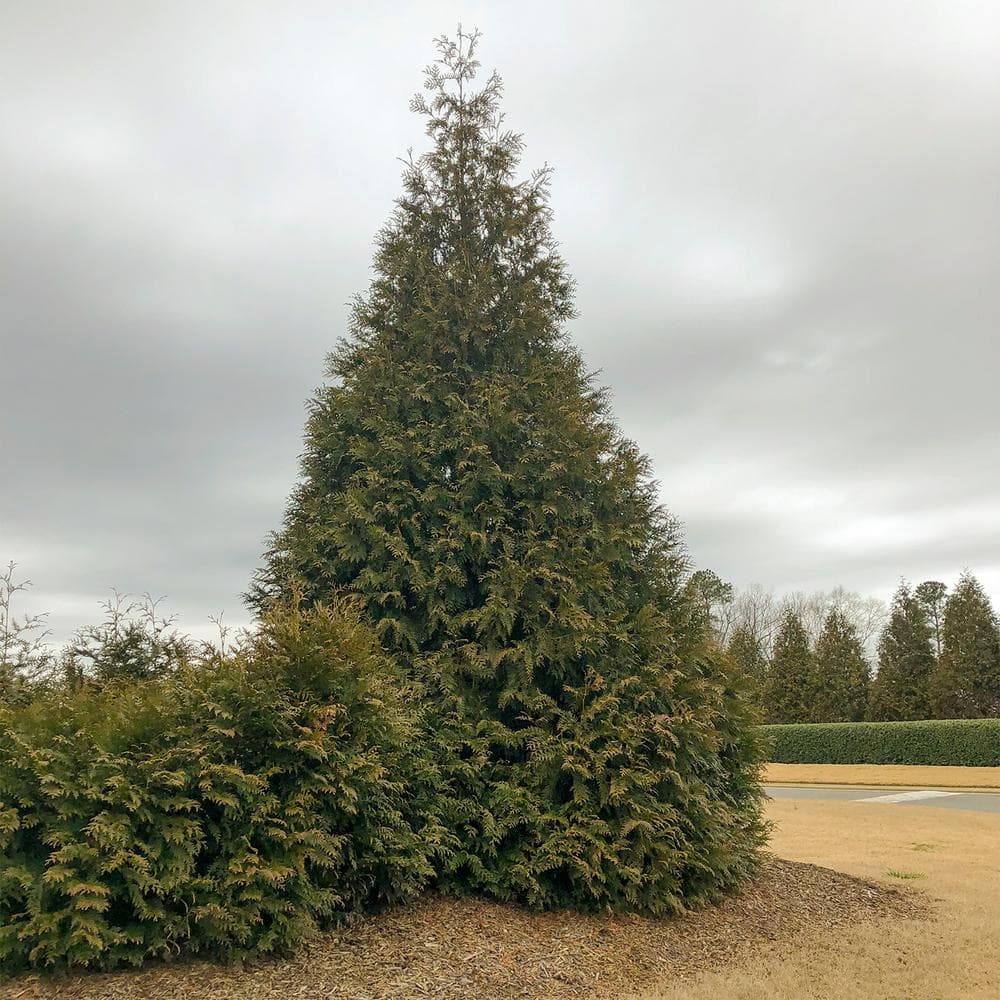 Green Giant Arborvitae Potted Evergreen Shrub, 3 ft. to 4 ft. Tall (1-Pack) - Hercitys