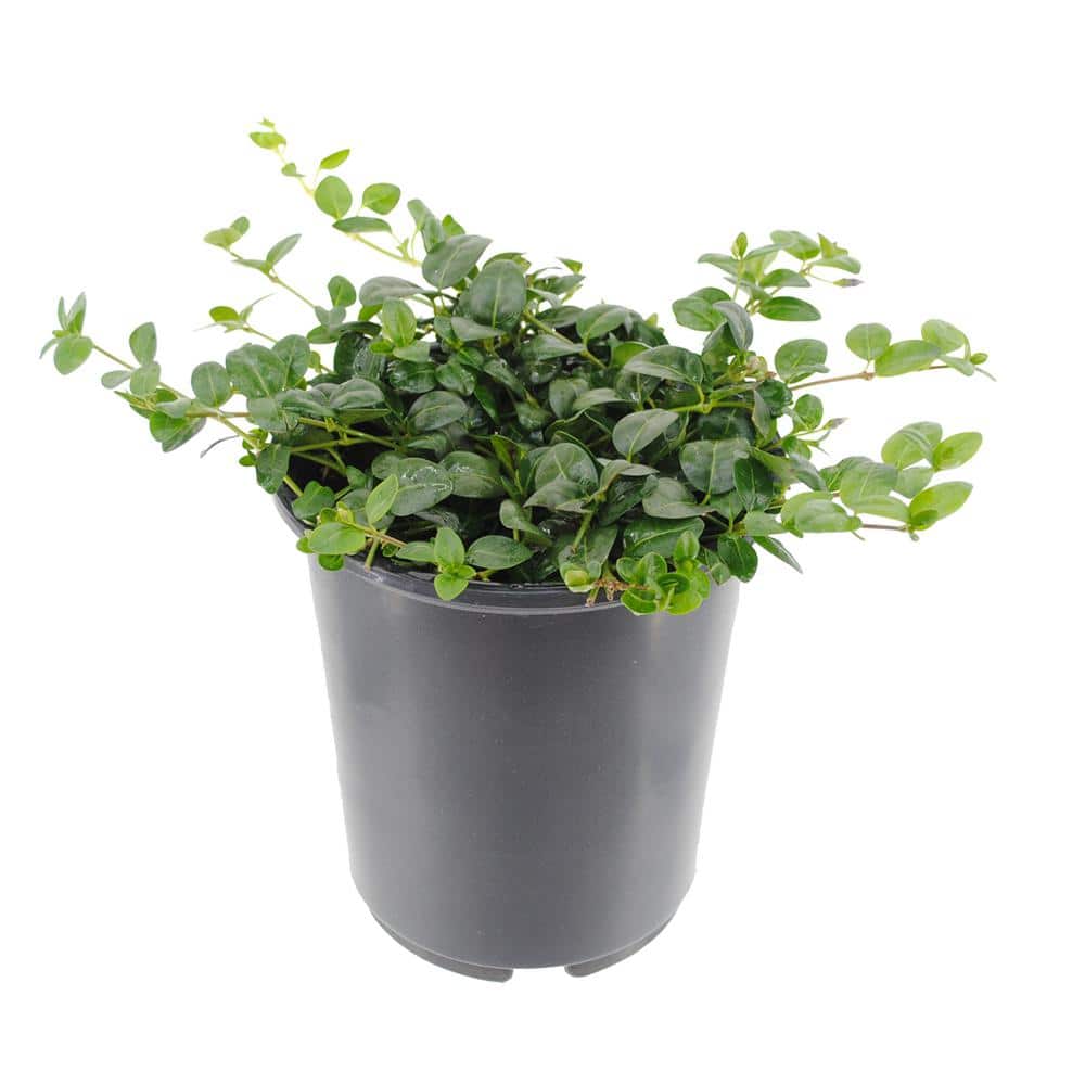 Perennial Vinca Minor Bowles Mauve 2.5 Qt. – 4-Pack - Hercitys