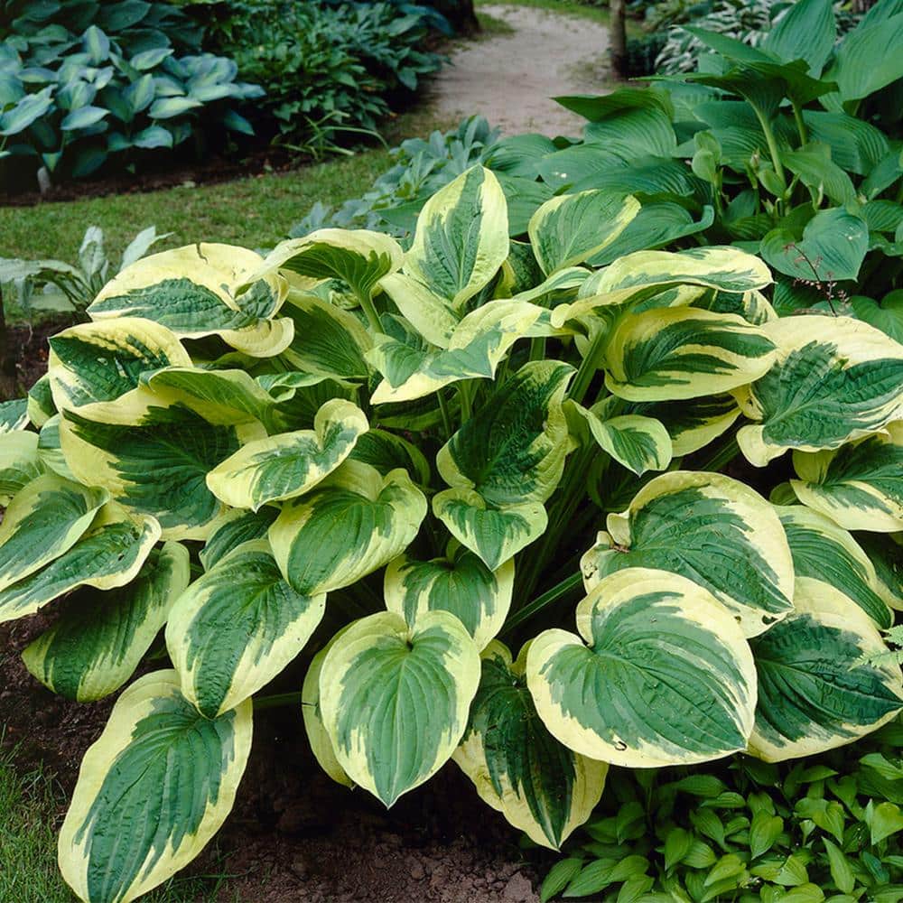 Hosta Twilight (Set of 3 Roots) - Hercitys