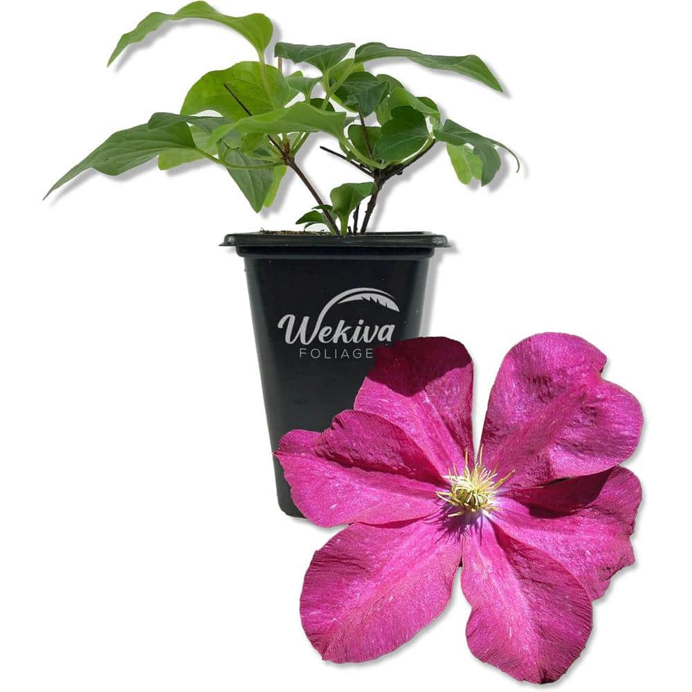 Clematis Madame Edouard Andre-Live Starter Plant in a 2 Inch Growers Pot-Starter Plants Ready for The Garden - Hercitys
