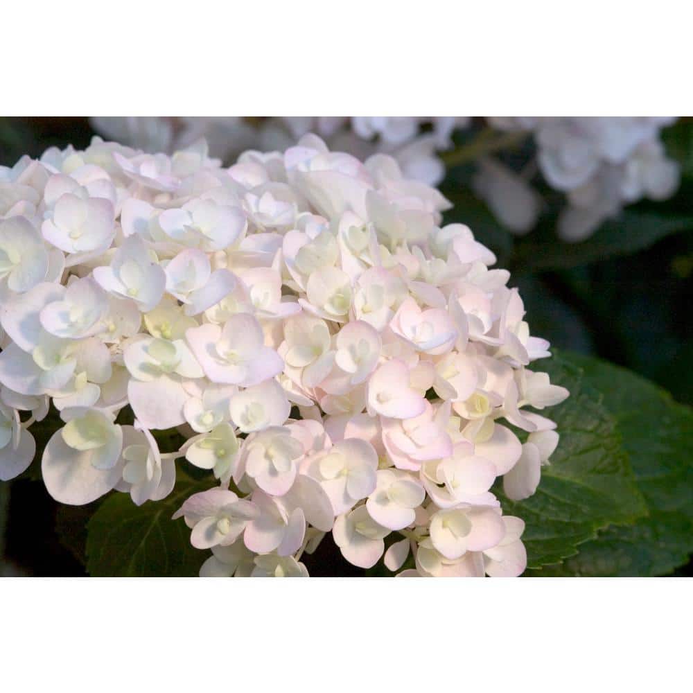 8 in. Blushing Bride Reblooming Hydrangea Flowering Shrub, White to Blush Pink Flowers (3-Pack) - Hercitys