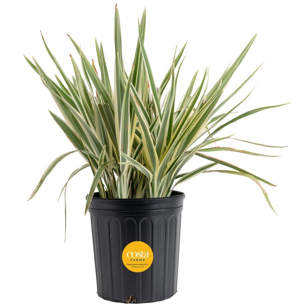 Outdoor Dianella Flax Lily Plant in 9.25 in. Grower Pot, Avg. Shipping Height 2 ft. to 3 ft. Tall - Hercitys
