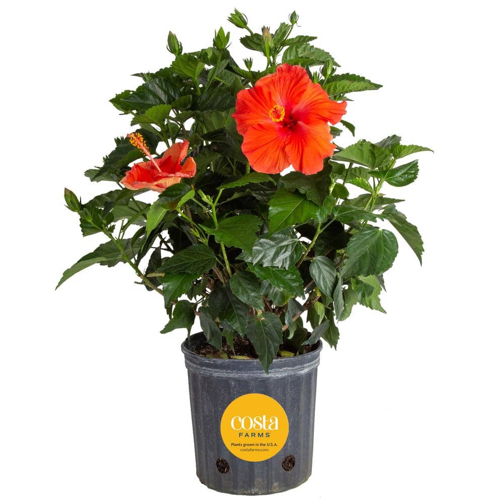 Grower’s Choice Premium Hibiscus Flowering Outdoor Bush in 10 in. Grower Pot, Avg. Shipping Height 2-3 ft. Tall - Hercitys