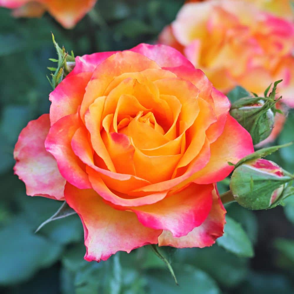 Bare Root Multi-Color Rose Plant with Blooms - Hercitys