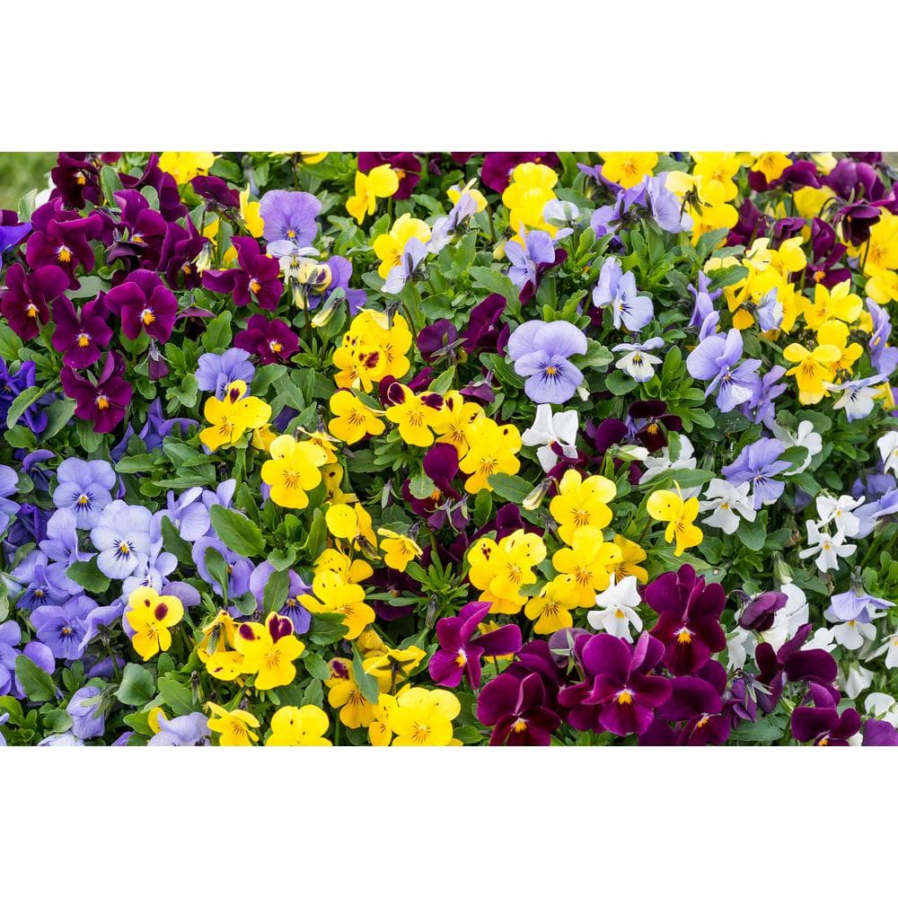 Bag O’Blooms Saddle Bag Pansies, DIY Seed Kit (1-Packet), Assorted Flowers - Hercitys