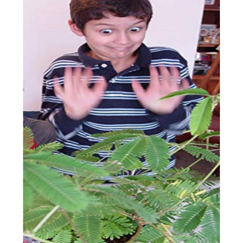 Zombie Plant Seed (2-Piece) - Hercitys