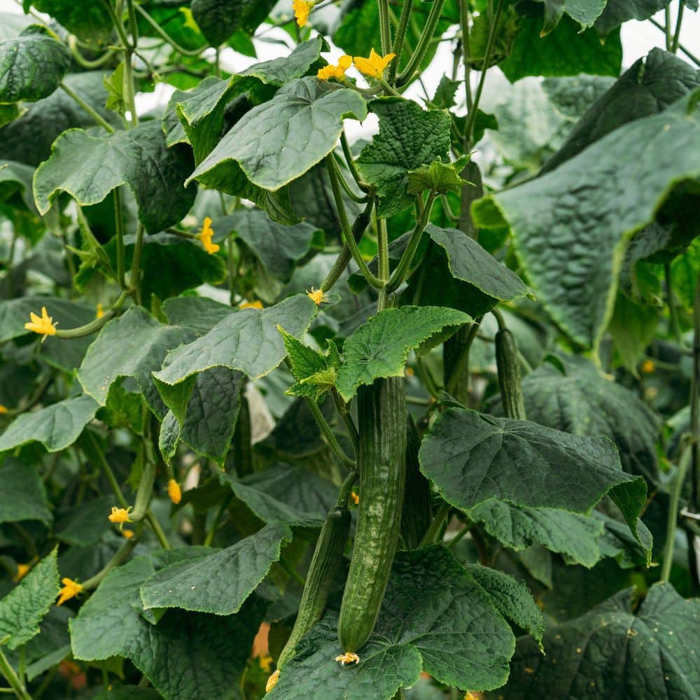 6.1 in. Cucumber Healthy Seed Grow Kit - Hercitys