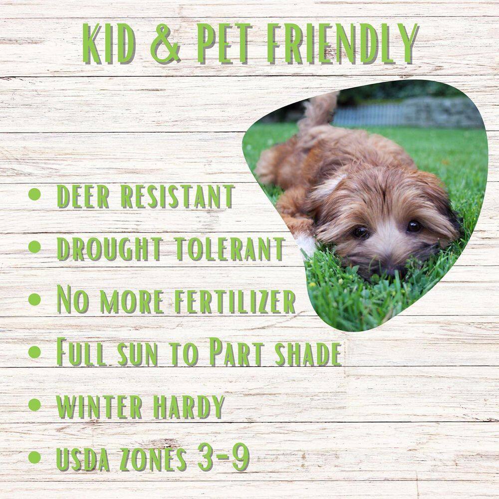 Micro Clover Alternative Grass Seed, Org Coated, Eco-Friendly, Low Growing, Low Mnt, Covers Up to 2,500 Sq. ft. - Hercitys