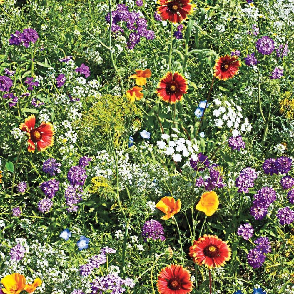 Beneficial Bug Wildflower Seed Mixture (0.25 lb. Seed Packet) - Hercitys