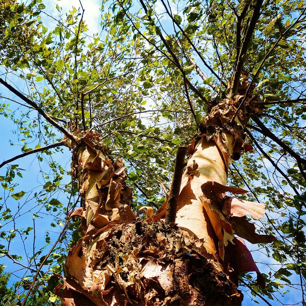 Dura Heat River Birch Multi-Trunk Shade Tree - Hercitys