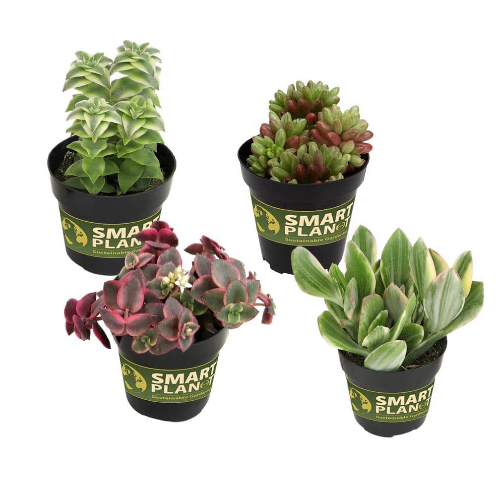 Variegated Succulent Plants Mini Plant 4-Pack (Echeveria, Calico Kitten, Sedum) in 2.5 in. Grower Pots, Non-Flowering - Hercitys
