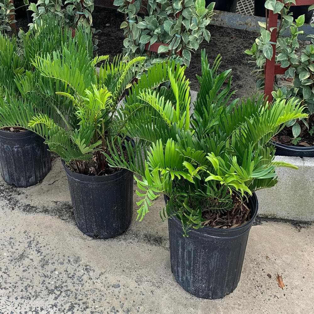 Coontie Cycad (Zamia) Shrub in 10 in. Black Nursery Pot - Hercitys