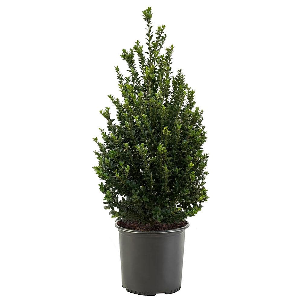7 Gal. Steeds Upright Japanese Holly Shrub with Dark Green Foliage - Hercitys