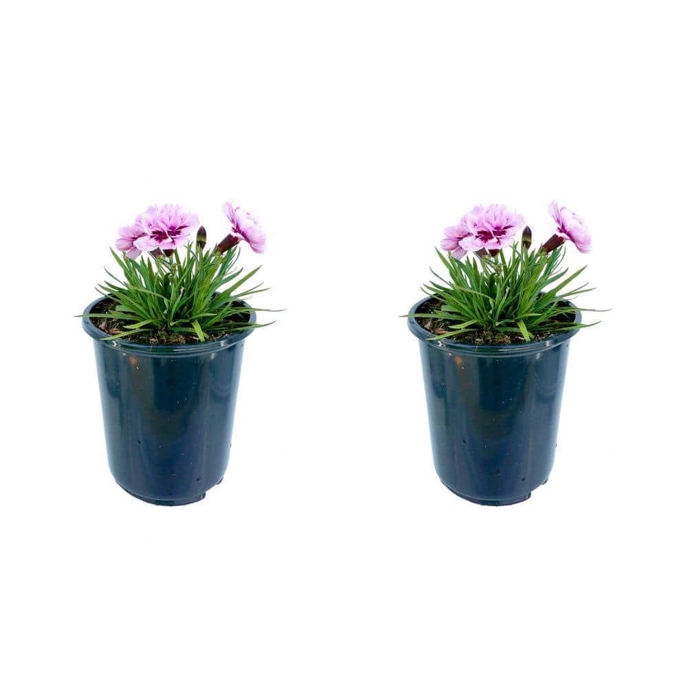 Perennial Carnation Amy 2.5 Qt. – 2-Pack - Hercitys