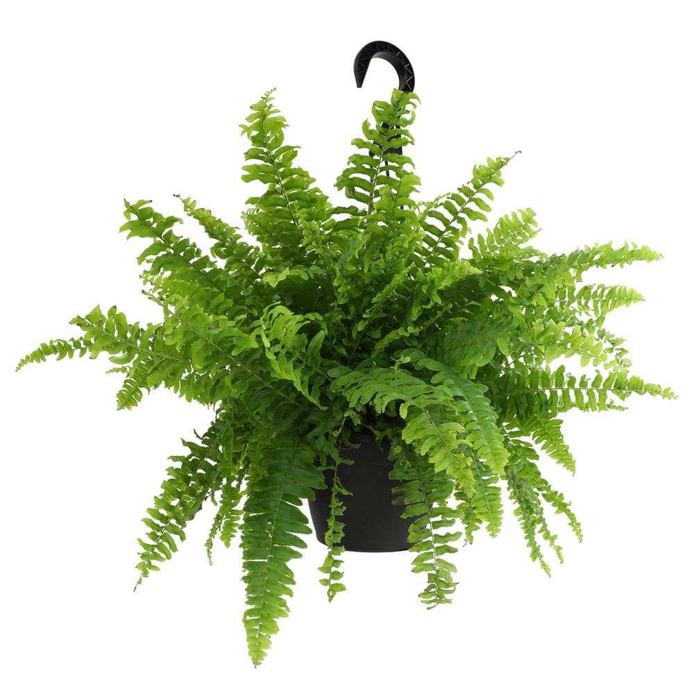6 in. Boston Fern Plant In Hanging Basket (Nephrolepis Exaltata) - Hercitys