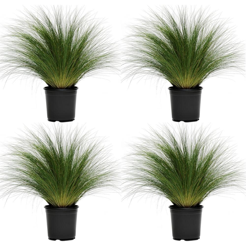 Perennial Grass Stipa Pony Tails 2.5 qt. (4-Pack) - Hercitys
