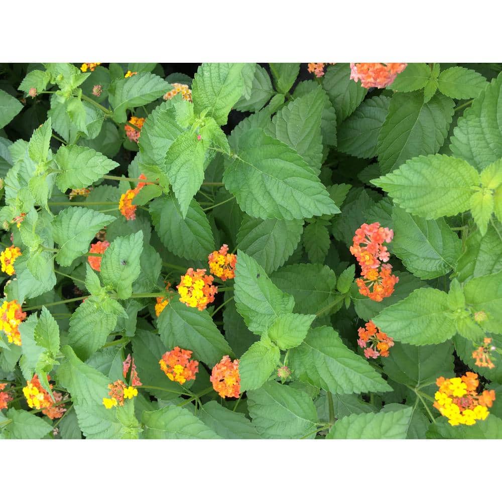 Lantana Plants mix, 3 Total Plants in 3 separate 4 in. pots - Hercitys