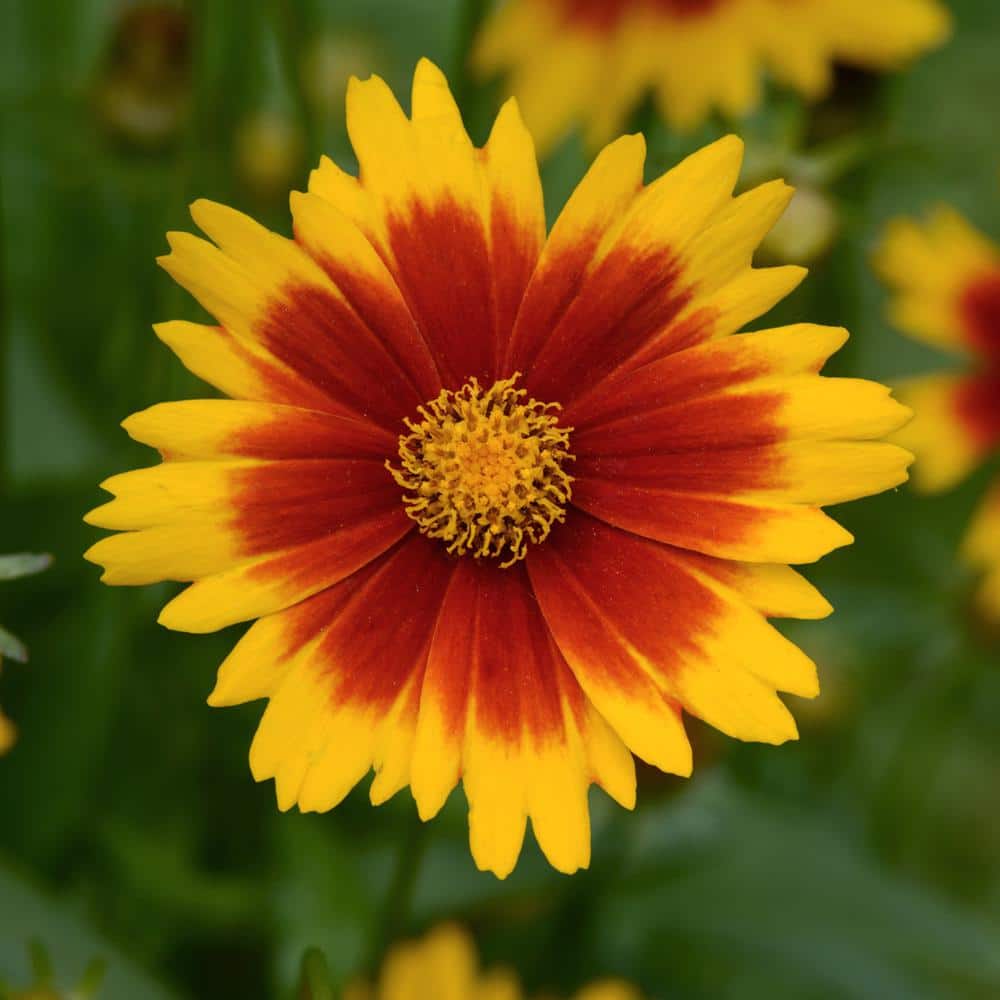 Assorted Yellow, Gold and Bronze Coreopsis Tickseed Flowers Garden Annual Outdoor Plants in 1 qt. Grower Pots - Hercitys